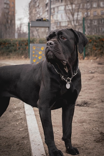 Cane corso cane corso portrait assis à l'extérieur grandes races de chiens chien italien cane corso le courageo