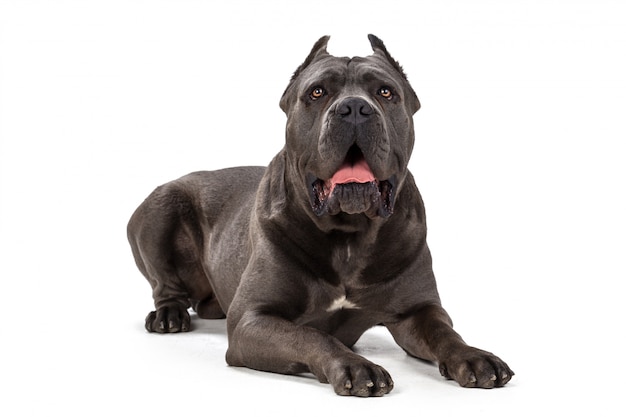 Cane Corso chien sur blanc