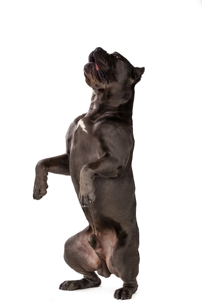 Cane Corso chien sur blanc