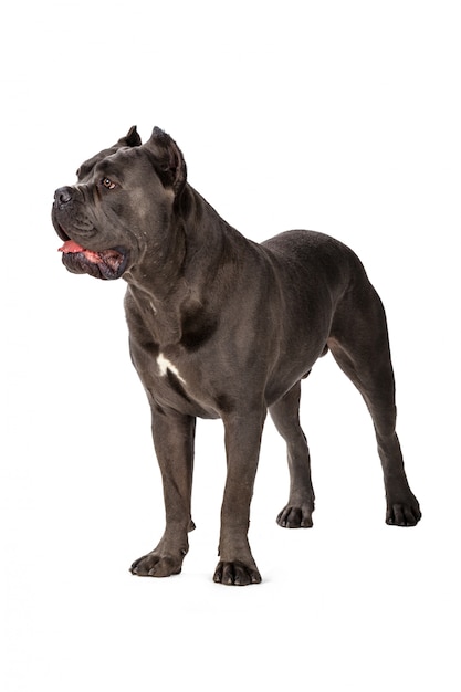 Cane Corso chien sur blanc