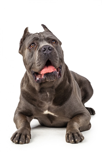 Cane corso chien sur surface blanche