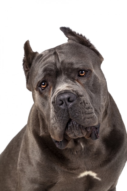 Cane Corso chien