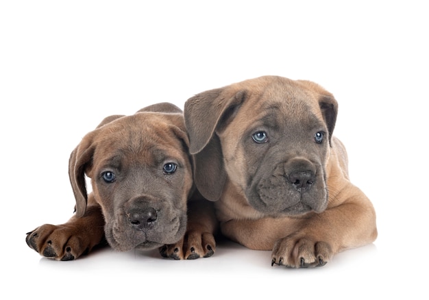 Cane corso chiots sur blanc