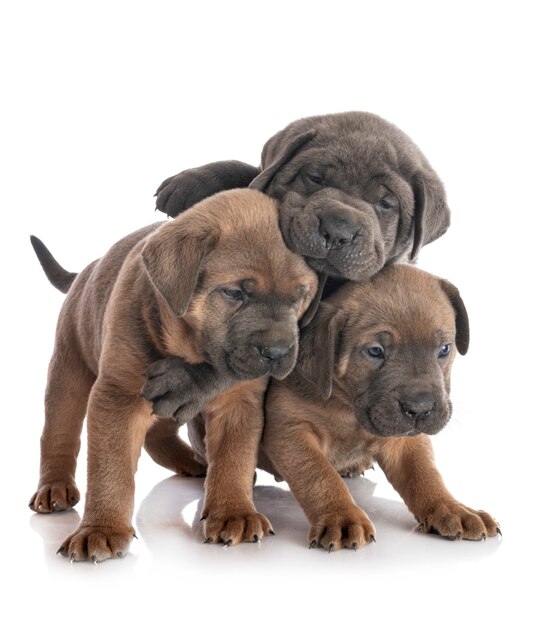 Cane corso chiots