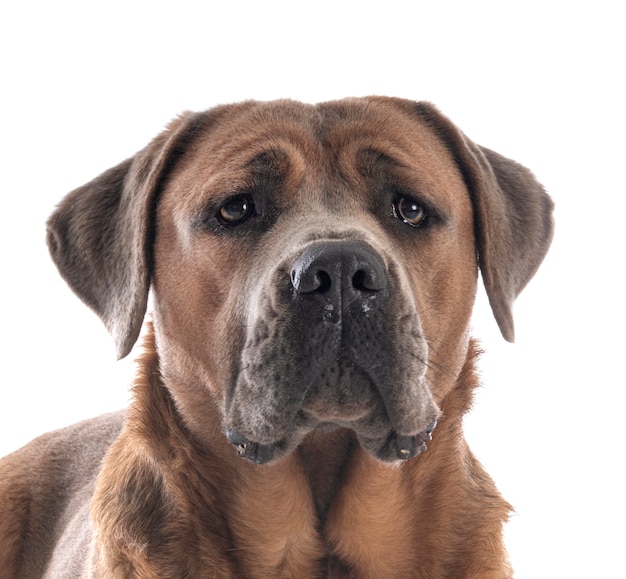 Cane corso isolé sur blanc