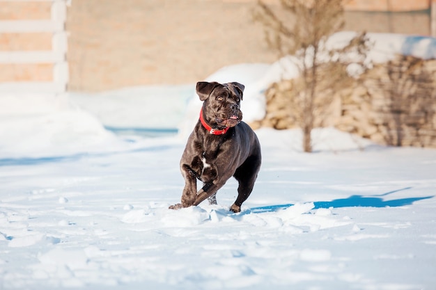 Cane Corso Italiano chien dans la neige