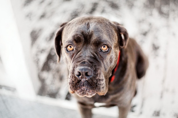 Cane Corso Italiano chien dans la neige