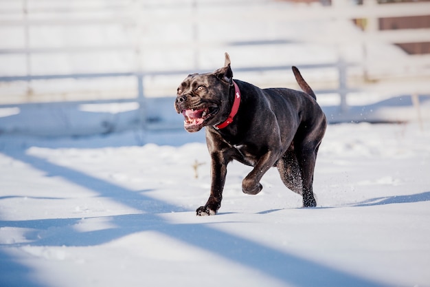 Cane Corso Italiano chien dans la neige