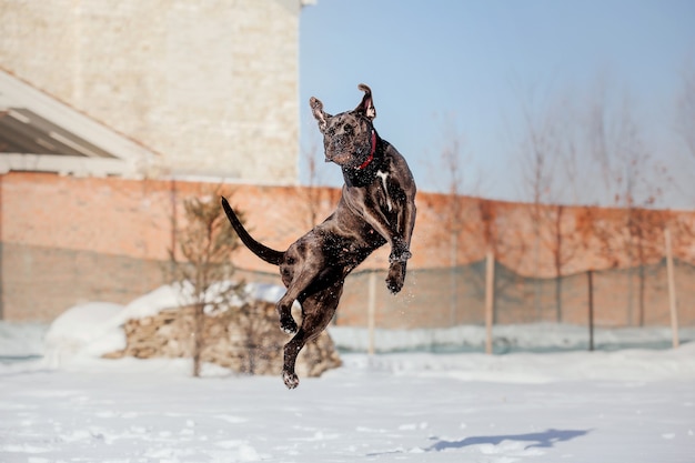 Cane Corso Italiano chien dans la neige