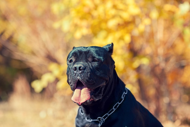 Cane corso italiano portrait de chien sur fond de feuilles d'automne dans le parc