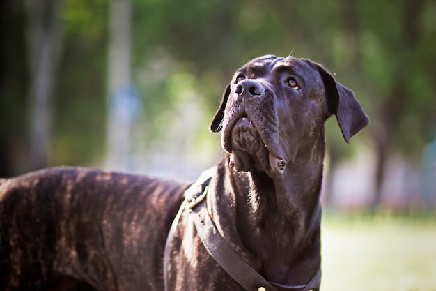 Cane corso italiano