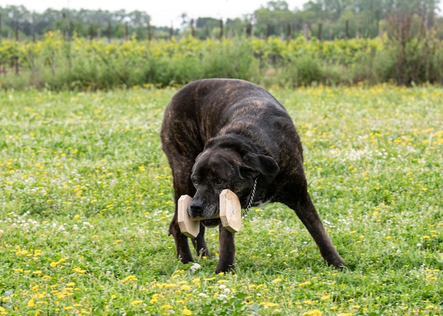 Cane corso et obéissance