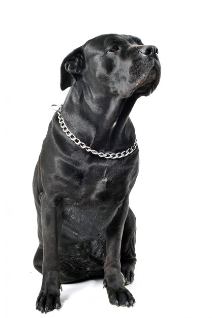 Cane corso