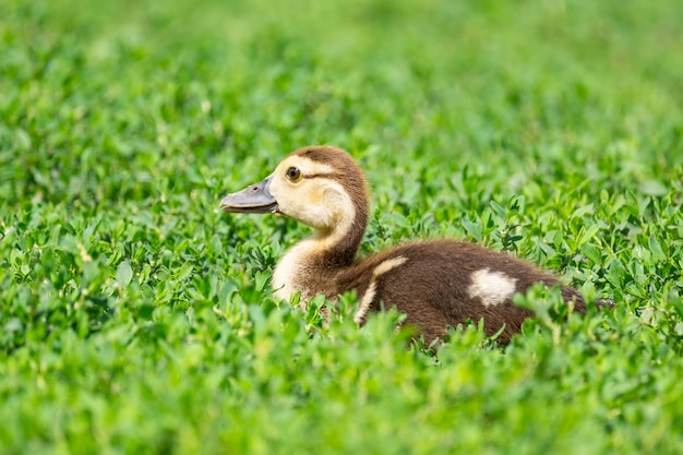 Caneton sur l'herbe