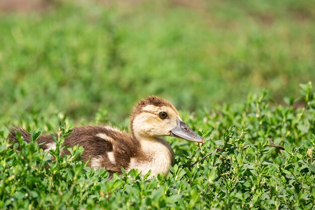 Caneton sur l'herbe