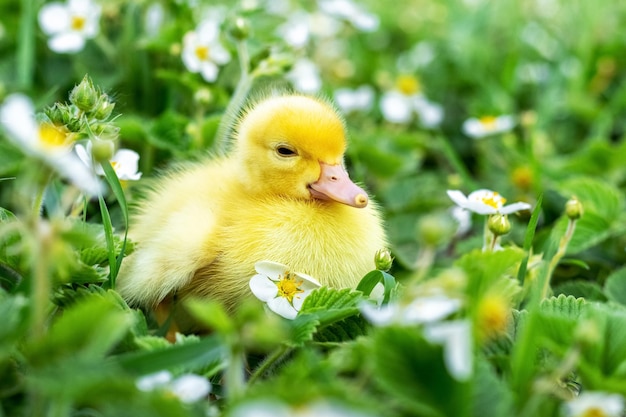 Caneton jaune pelucheux dans le jardin parmi des fleurs d'herbe et de fraise