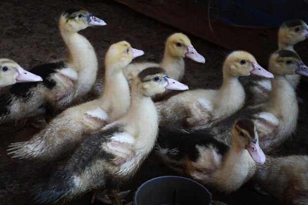 Canetons à la ferme