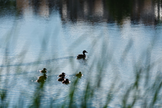 Photo canetons mignons (bébés canards) suivant la mère dans une file d'attente, lac, portrait symbolique de la famille des animaux pacifiques