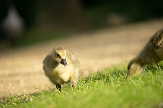 Canetons mignons sur l'herbe verte avec une surface floue