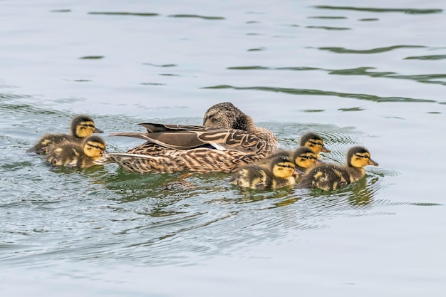 Canetons nageant, bébés de canard colvert sur la surface de l'eau