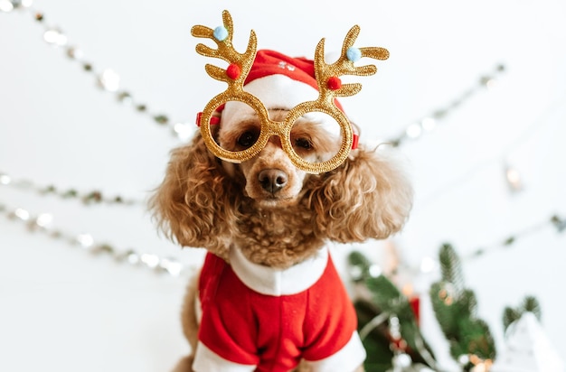 Caniche abricot chien dans les décorations du nouvel an prêt pour la fête de Noël