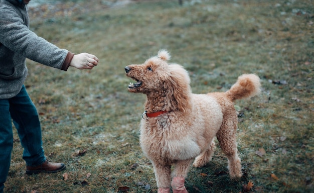 Caniche abricot royal lors d'une promenade dans la nature