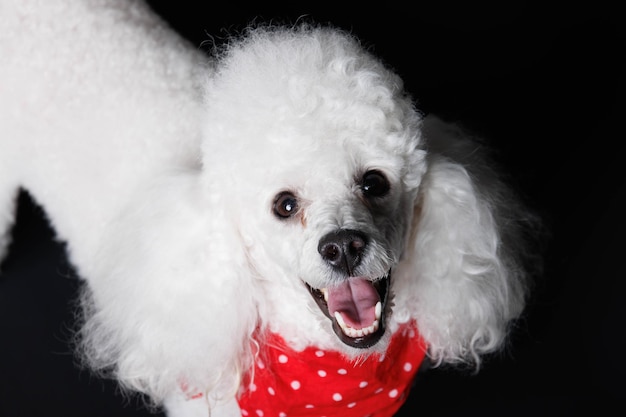 Un caniche avec un bandana rouge dessus