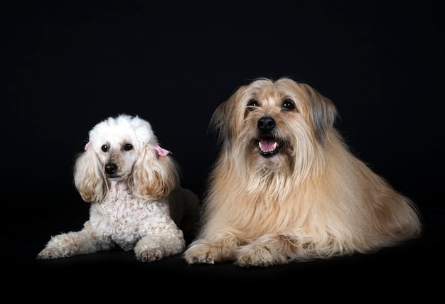 Caniche et berger des pyrénées devant fond noir