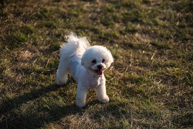 Caniche blanc sur l'herbe