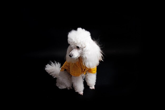 Un caniche avec une chemise jaune