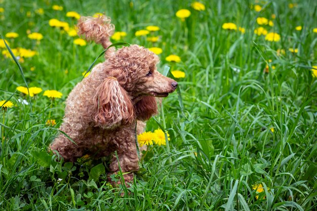 Le caniche est dans un champ de pissenlits