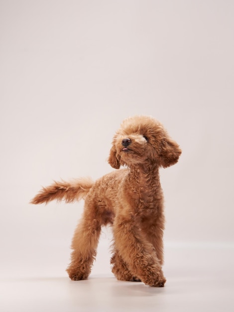 Photo caniche sur fond beige portrait d'un drôle d'animal de compagnie en studio