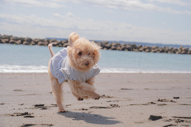 Caniche de mer et jouet