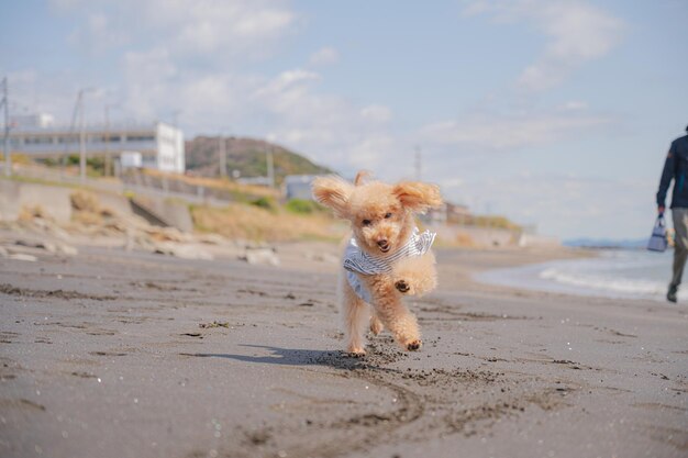 Caniche de mer et jouet