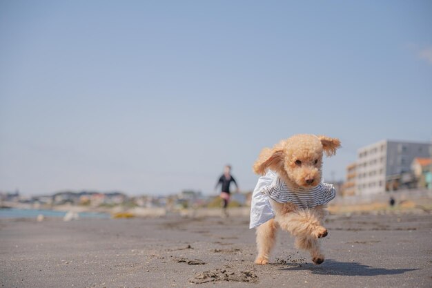 Caniche de mer et jouet