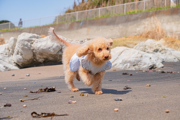 Caniche de mer et jouet