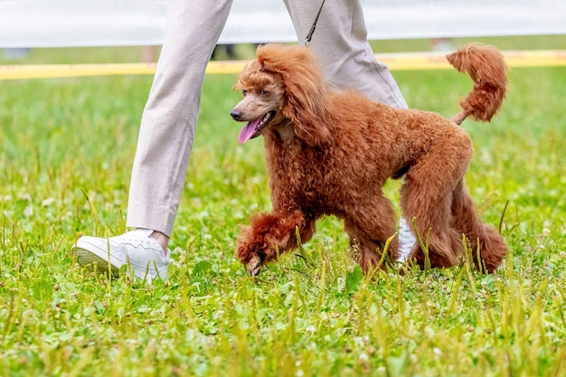 Caniche orange dans le parc près de sa maîtresse lors d'une promenade