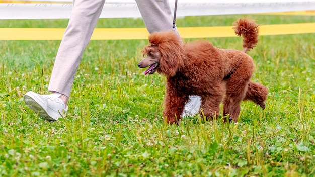 Caniche orange dans le parc près de sa maîtresse lors d'une promenade