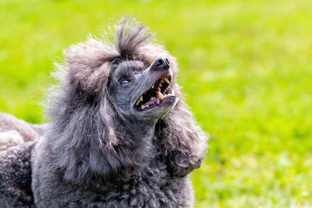 Caniche pelucheux gris avec la bouche ouverte et le portrait amical d'un chien drôle