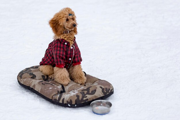 Caniche rouge en hiver à pied