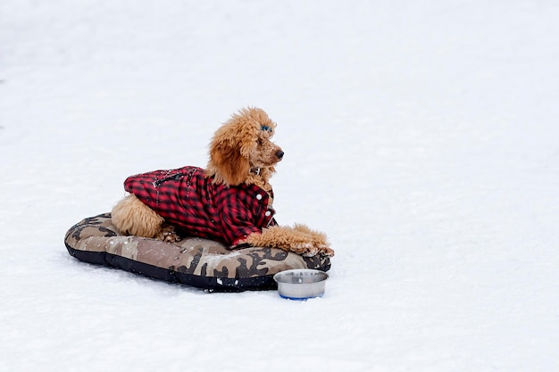 Caniche rouge en hiver à pied