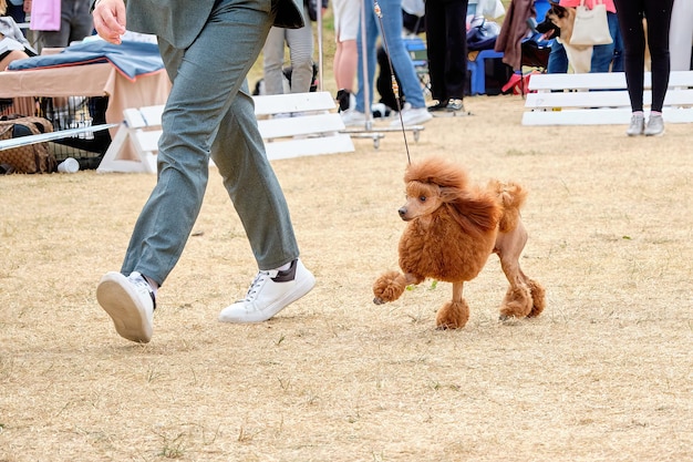 Caniche rouge lors d'une promenade dans le ring lors d'une exposition canine