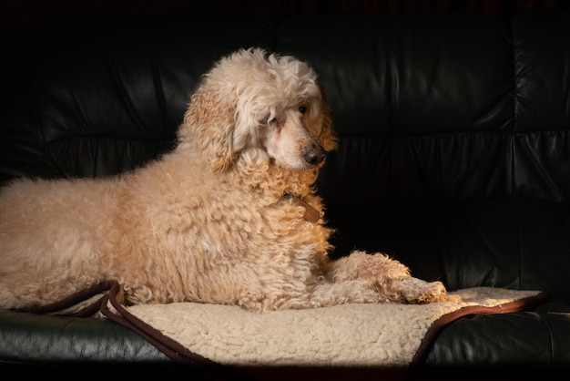 Caniche royal blanc sur le canapé