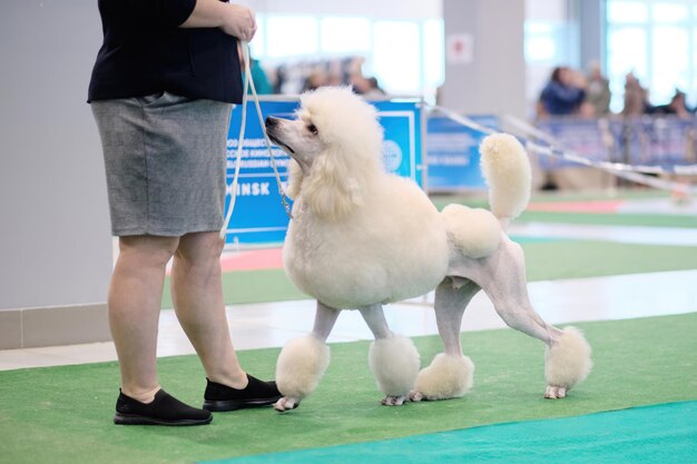 Le caniche royal blanc regarde attentivement le maître-chien lors d'une exposition canine