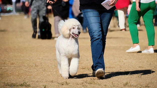 Le caniche royal de race pure marche à côté d'un homme