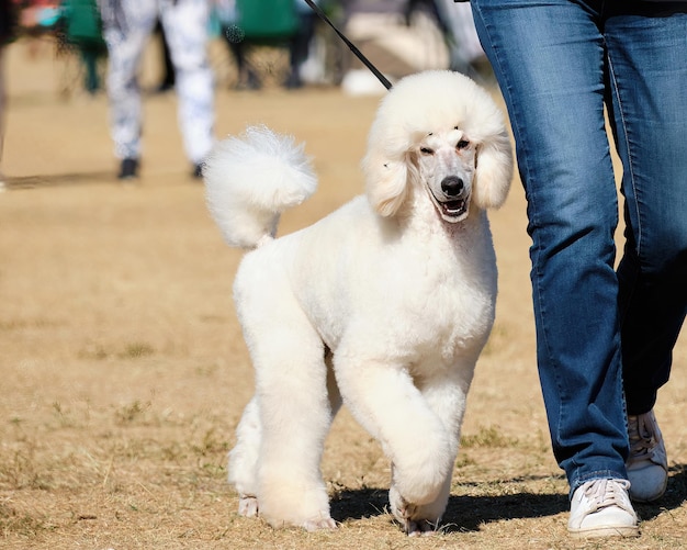 Caniche royal de race pure en promenade avec le propriétaire du chien