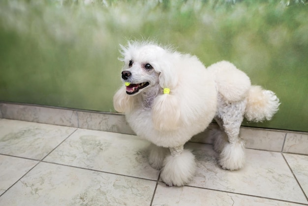 Le caniche se tient au milieu de la pièce la bouche ouverte