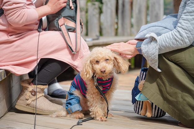 Caniche toy en attente avec le propriétaire