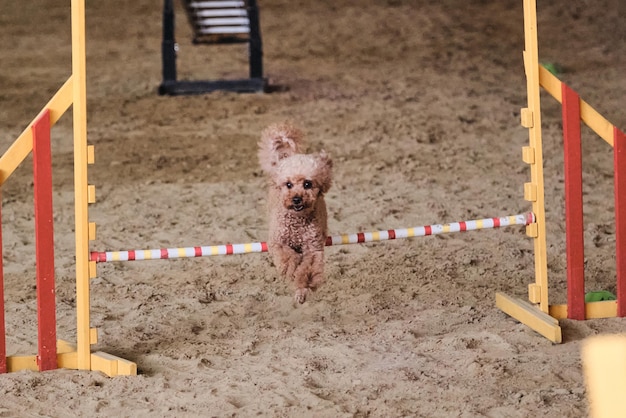 Le caniche toy bouclé miniature de couleur rouge court vite et saute haut par-dessus la barrière à l'agilité