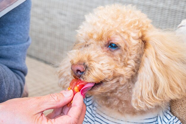 Caniche Toy manger